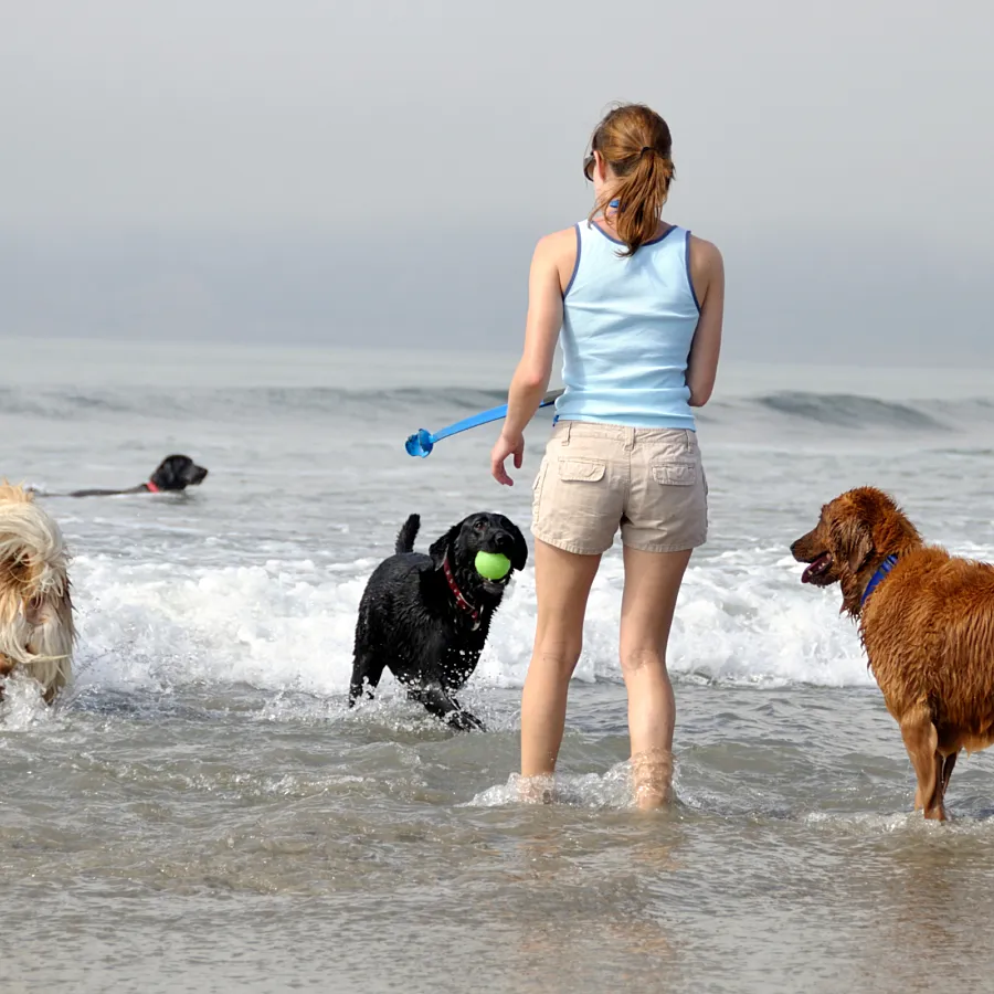 Honden strand